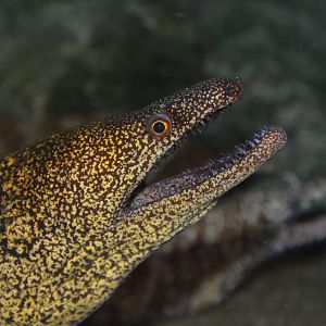 Reticulate hookjaw moray (Enchelycore lichenosa)