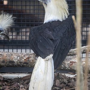 White-crowned hornbill (Berenicornis comatus)