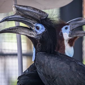 The male Black-casqued hornbill (Ceratogymna atrata)