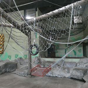 Bornean orangutan indoor enclosure