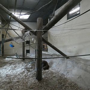 Bornean orangutan indoor enclosure