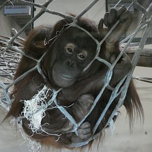 Bornean orangutan