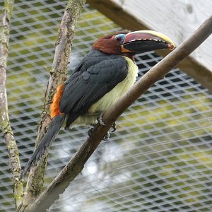 Green aracari