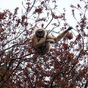 Lar gibbon
