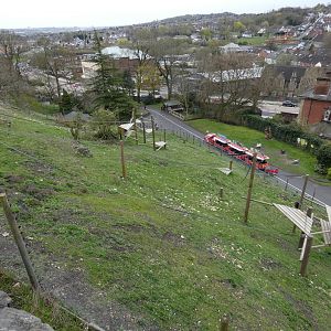 Gelada bachelor enclosure
