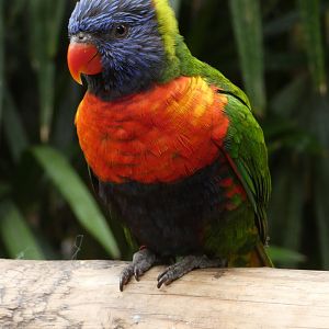 Rainbow lorikeet