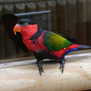 Black-capped lory