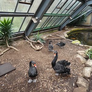 Black swan enclosure