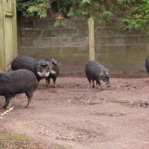 White-lipped peccary