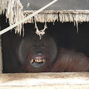 Bornean orangutan, Djimat