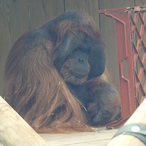 Bornean orangutan, Benjamin