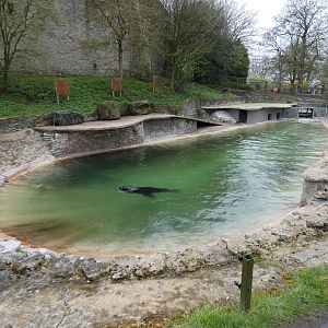 Patagonian sea lion enclosure