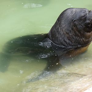 Patagonian sea lion