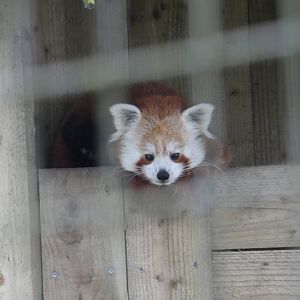 Red panda