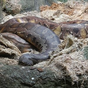 Bornean blood python