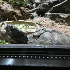 Coahulian box turtle