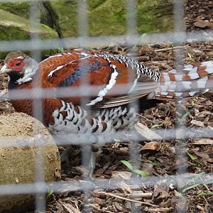 Elliot's pheasant