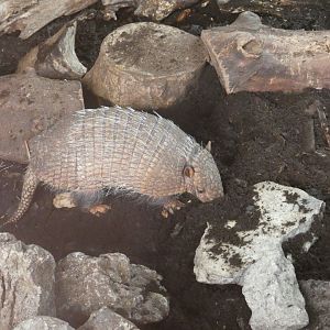 Six-banded armadillo