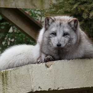 Arctic fox