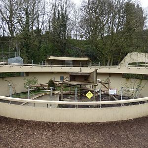 Arctic fox enclosure