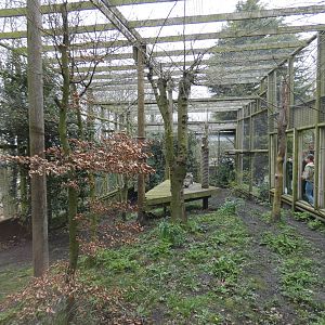 Snow leopard enclosure