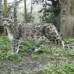Snow leopard