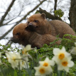 Bush dog