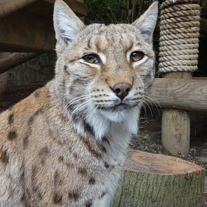Carpathian lynx