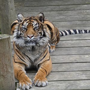 Sumatran tiger