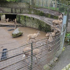 Barbary sheep