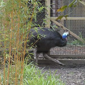 Southern cassowary
