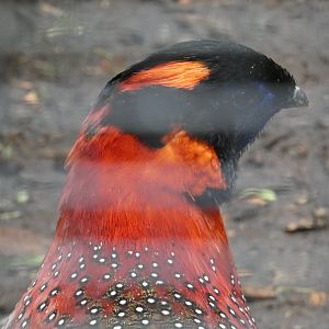 Satyr tragopan