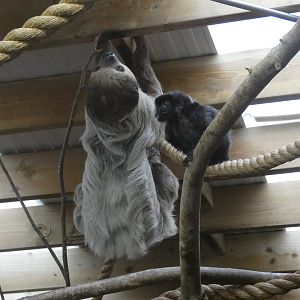 Linne's two-toed sloth and Goeldi's monkey
