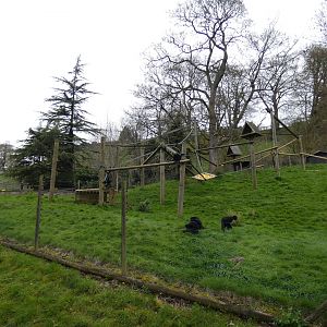 Colombian black spider monkey enclosure