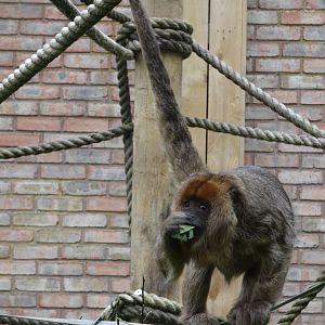 Black-and-gold howler monkey