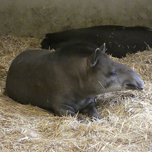 Brazilian tapir