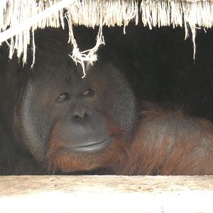 Bornean orangutan breeding male