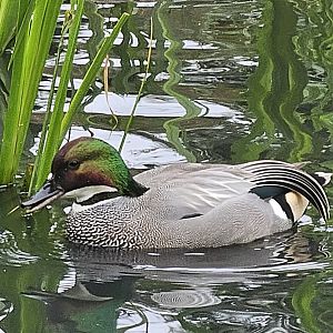 Falcated duck