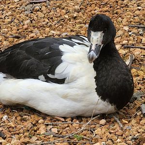 Magpie goose