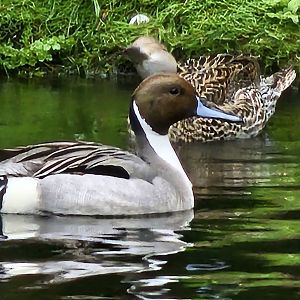 Northern pintail