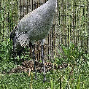 Common crane
