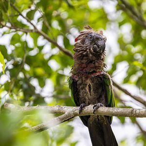 Red-fan parrot (Deroptyus accipitrinus)