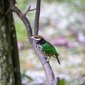 white-eared catbird (Ailuroedus buccoides)