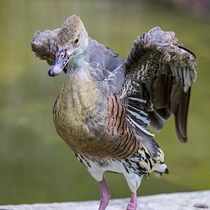Plumed whistling duck (Dendrocygna eytoni)