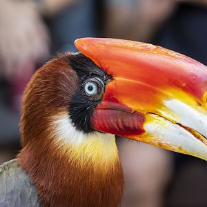 Rufous hornbill (Buceros hydrocorax)
