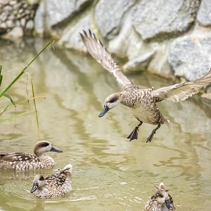 Marbled teal (Marmaronetta angustirostris)
