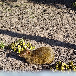 Entrance aviaries - Azara's agouti