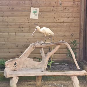 Butterfly hall - Bench and African spoonbill