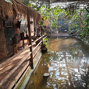 Butterfly hall - South American hut and Pond