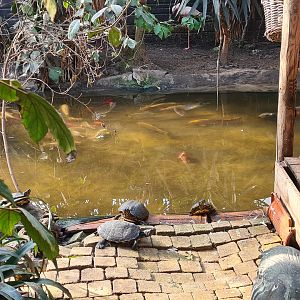 Butterfly hall - Yellow-bellied sliders